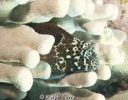 Spotted coral blenny in Antler Coral. by Ralph Turre 